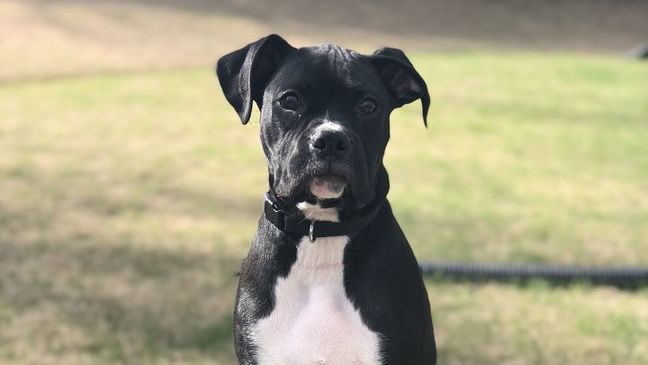 See it, Send it: National Puppy Day 2018