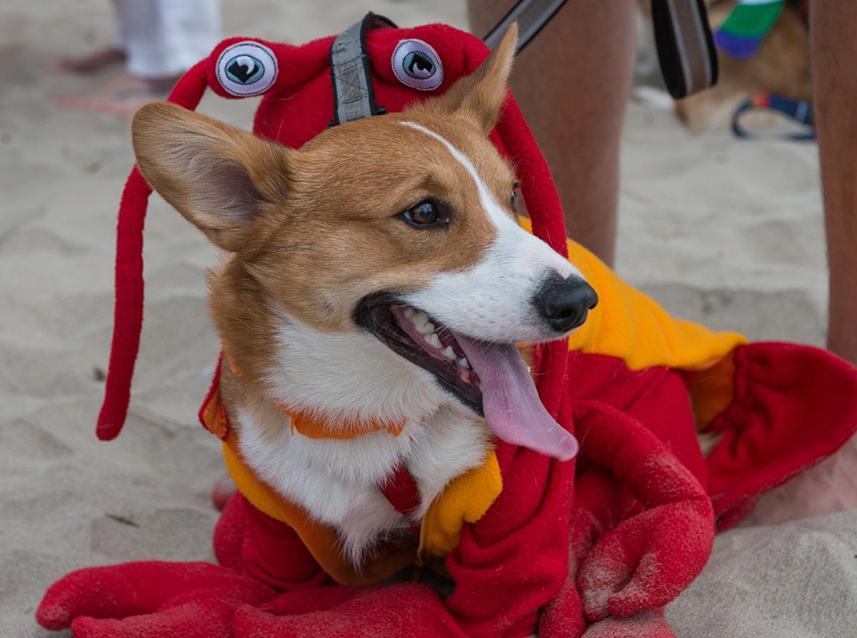 Photos Oregon Beach Day benefiting the Oregon Humane Society KATU