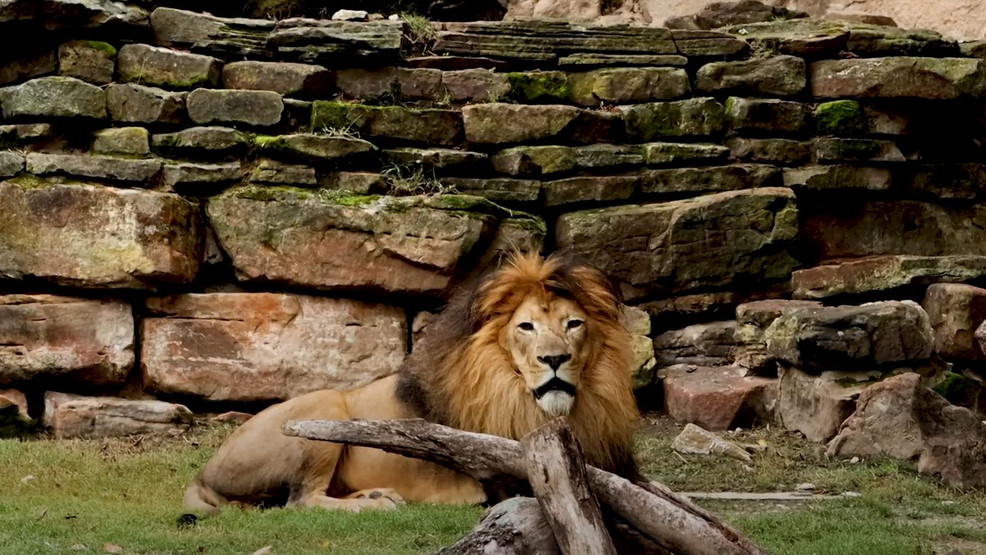Abilene Zoo gets 3 new lions from Fort Worth Zoo KTXS