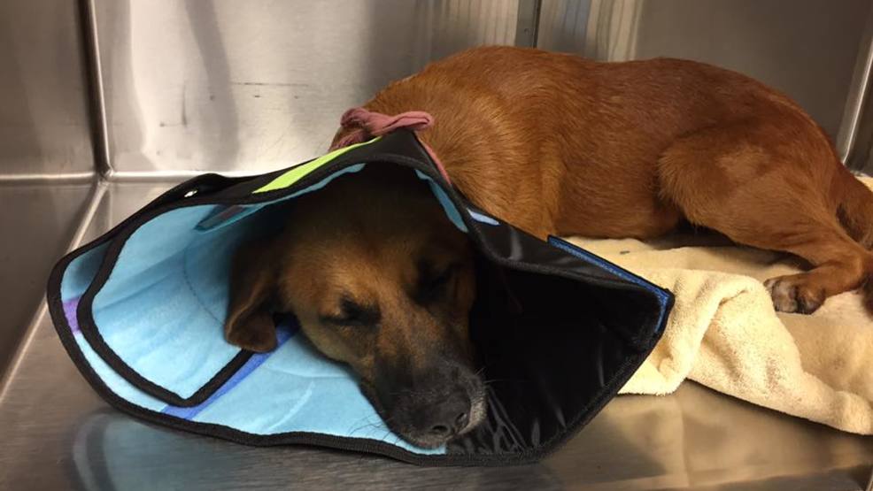 Dog badly burned after kids reportedly dumped boiling