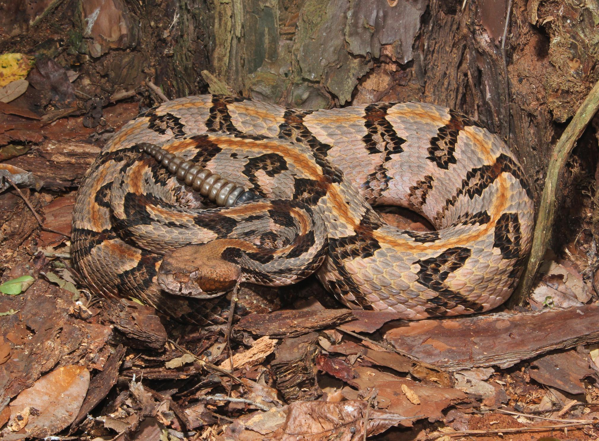 South Carolina venomous snake guide PHOTO GALLERY WCIV