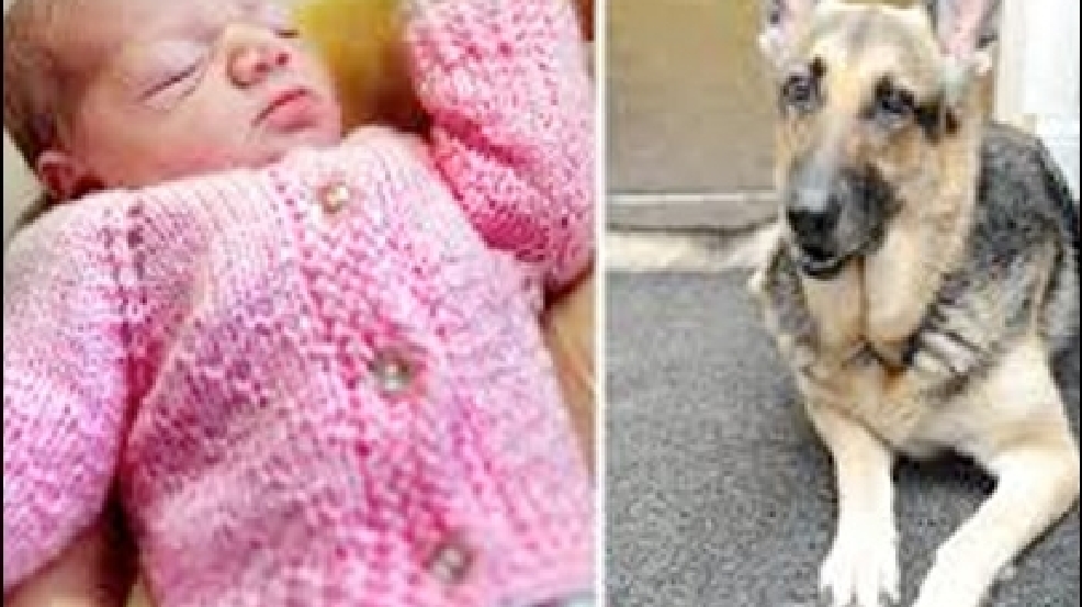 131107_dog_save.jpg