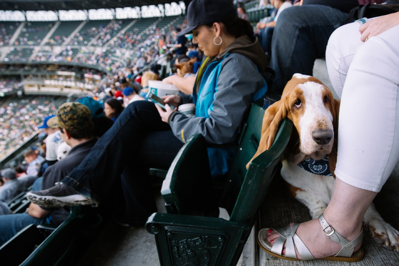 Who Let The Dogs In (To Safeco Field)? Mariners Host Bark in the Park