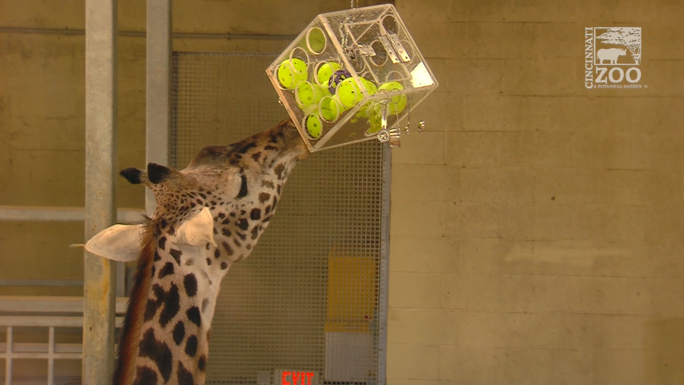UC students develop enrichment items for Cincinnati zoo's animals WKRC