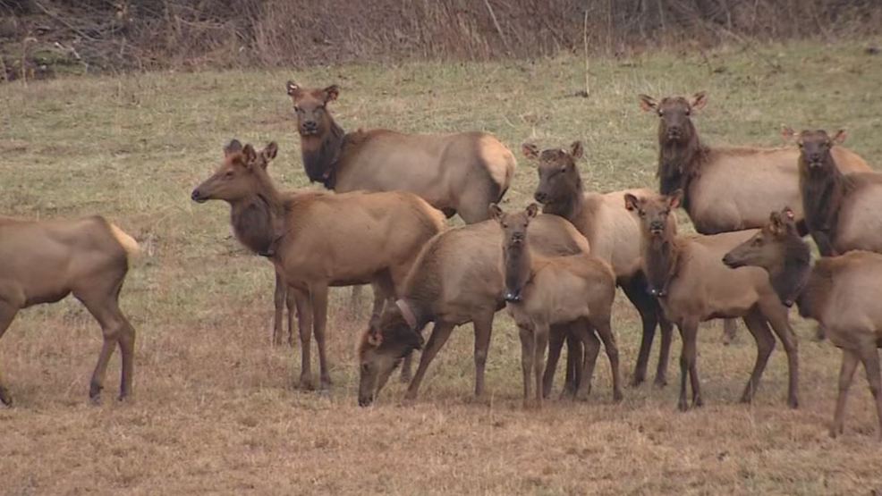 West Virginia elk killed by ambulance WCHS