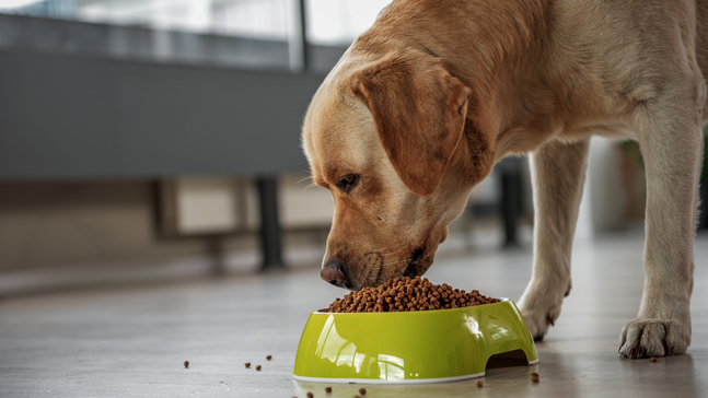 The toxic ingredients in your pet's food