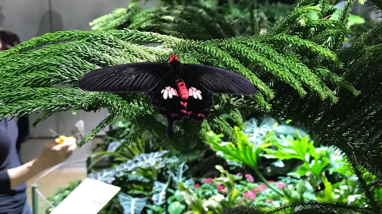 Butterfly Conservatory was magical at american museum of natural
