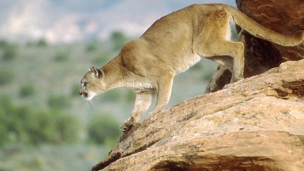 Recent Utah cougar sightings span from Riverton to Cedar City KUTV