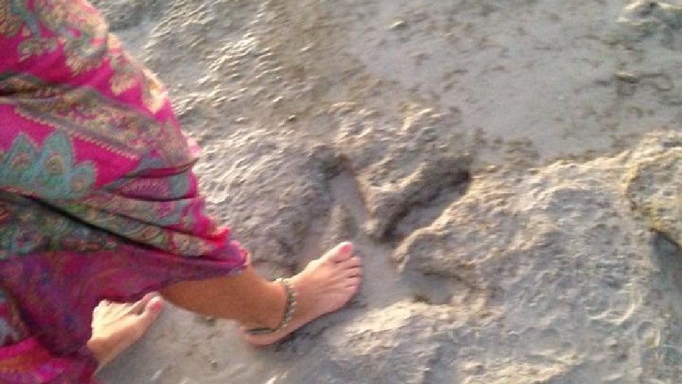 Beachgoer finds 130million year old dinosaur prints KUTV