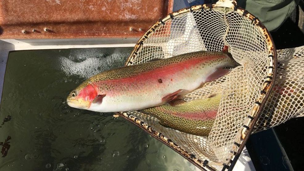 New regulations for Tellico trout fishermen WTVC