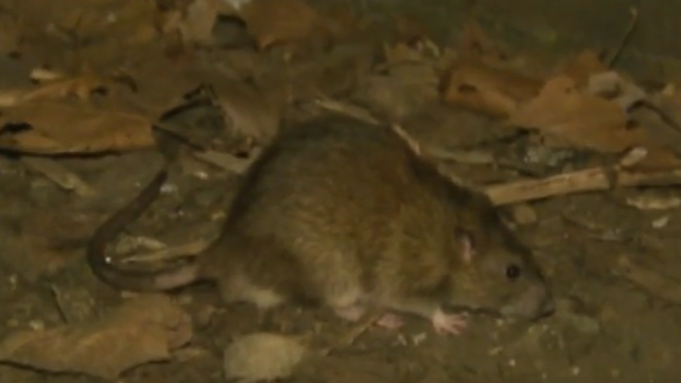 Health expert says COVID pandemic could bring out more rats WBFF