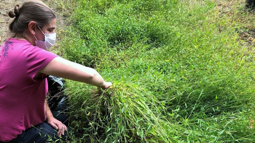 Invasive Grass Found In Maine For First Time Wgme 