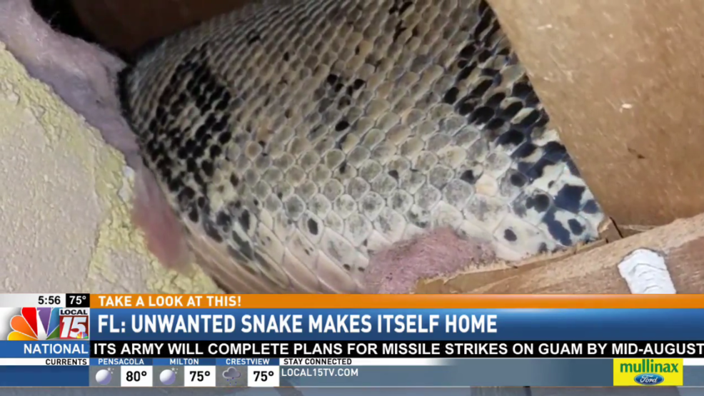 6foot snake found in Florida attic WPMI
