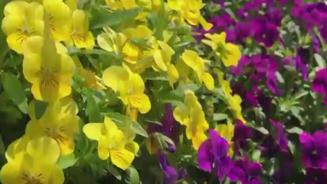 7 On Your Side: Pollen season could potentially last through May