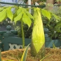 Rare corpse flower ready to bloom at Seattle's Volunteer Park Conservatory