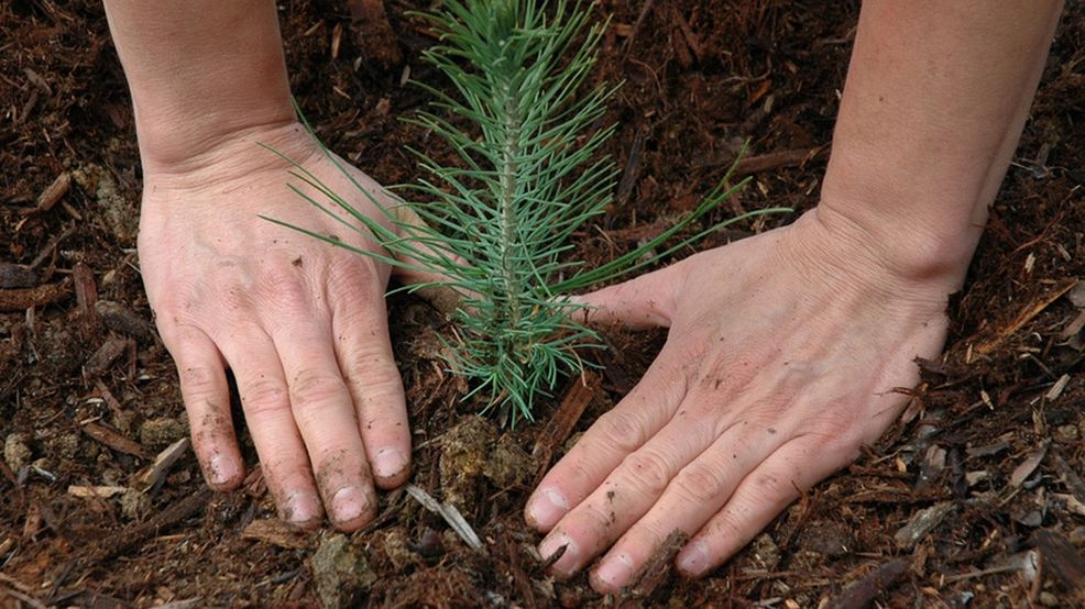 Local arborist says now is the best time to do your tree planting research - WWMT-TV
