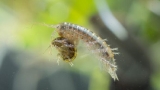 Stumptown scud: Researchers say small crustacean resides exclusively in Portland waterways