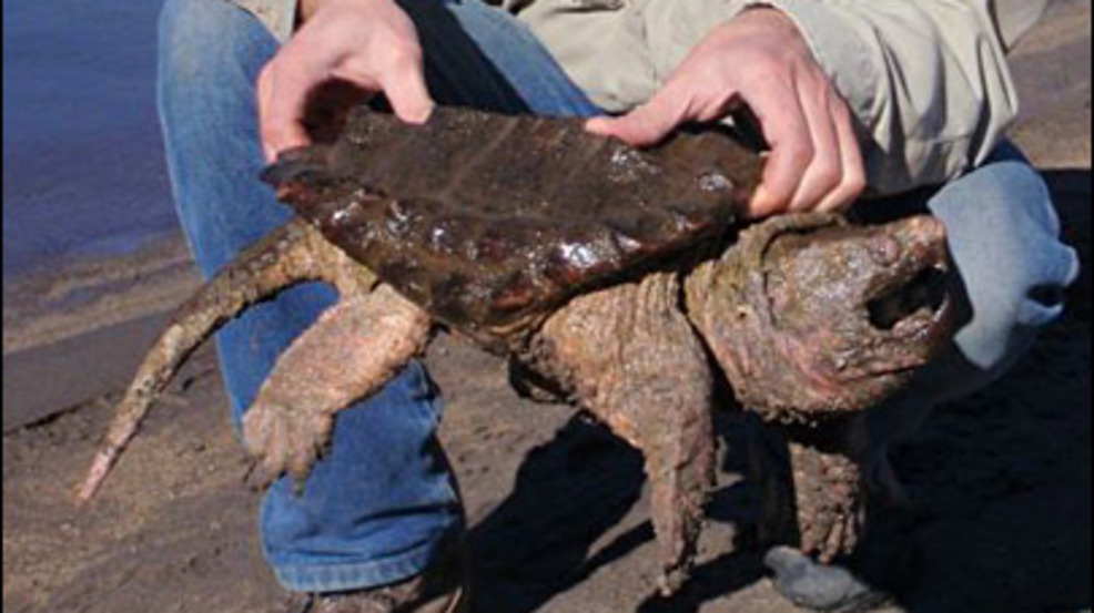 First Wild Alligator Snapping Turtle In State In Years Found Khqa