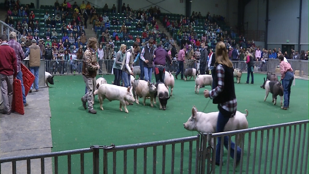 National Junior Livestock Show comes to Perry WGXA