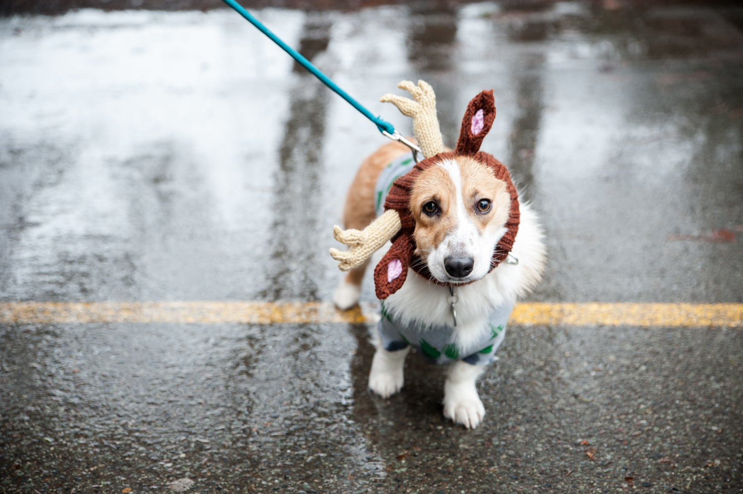 Photos Ugly Sweaters, Cute Can't Lose! Annual walk carries on