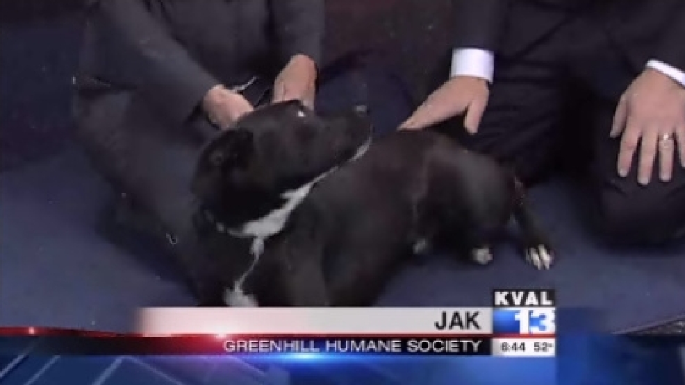 pet_jak.jpg