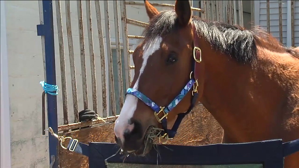 Metro, the painting horse, dies at 15 WHP