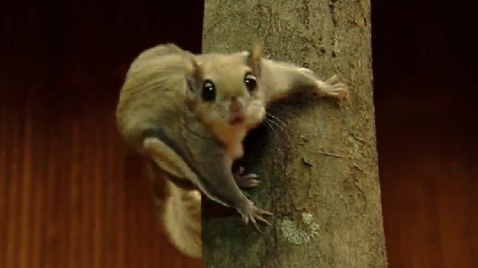 flying squirrel chattanooga