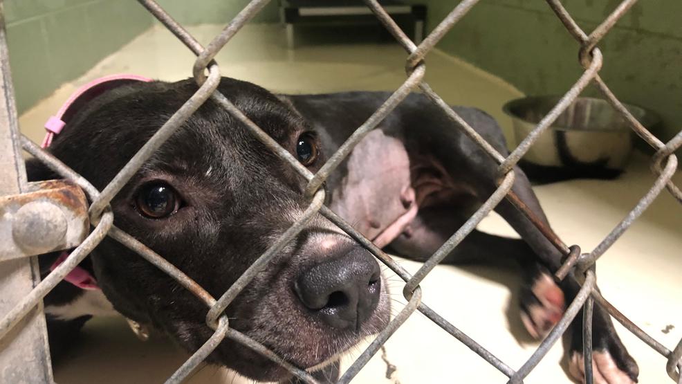 Dogs involved in animal abuse cases await justice, new homes WPDE