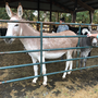 'They're not going to have any more bad days': Horses, donkeys find sanctuary in Oregon