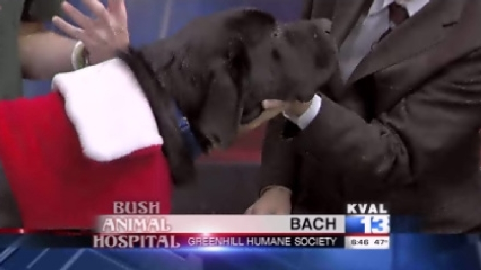 pet_bach.jpg