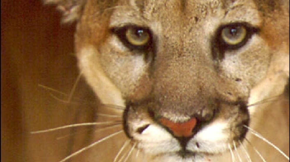 Calif Wildlife Official Under Fire For Cougar Killing Komo 