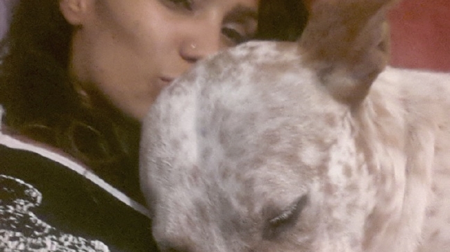 NLR puts dog down before court date