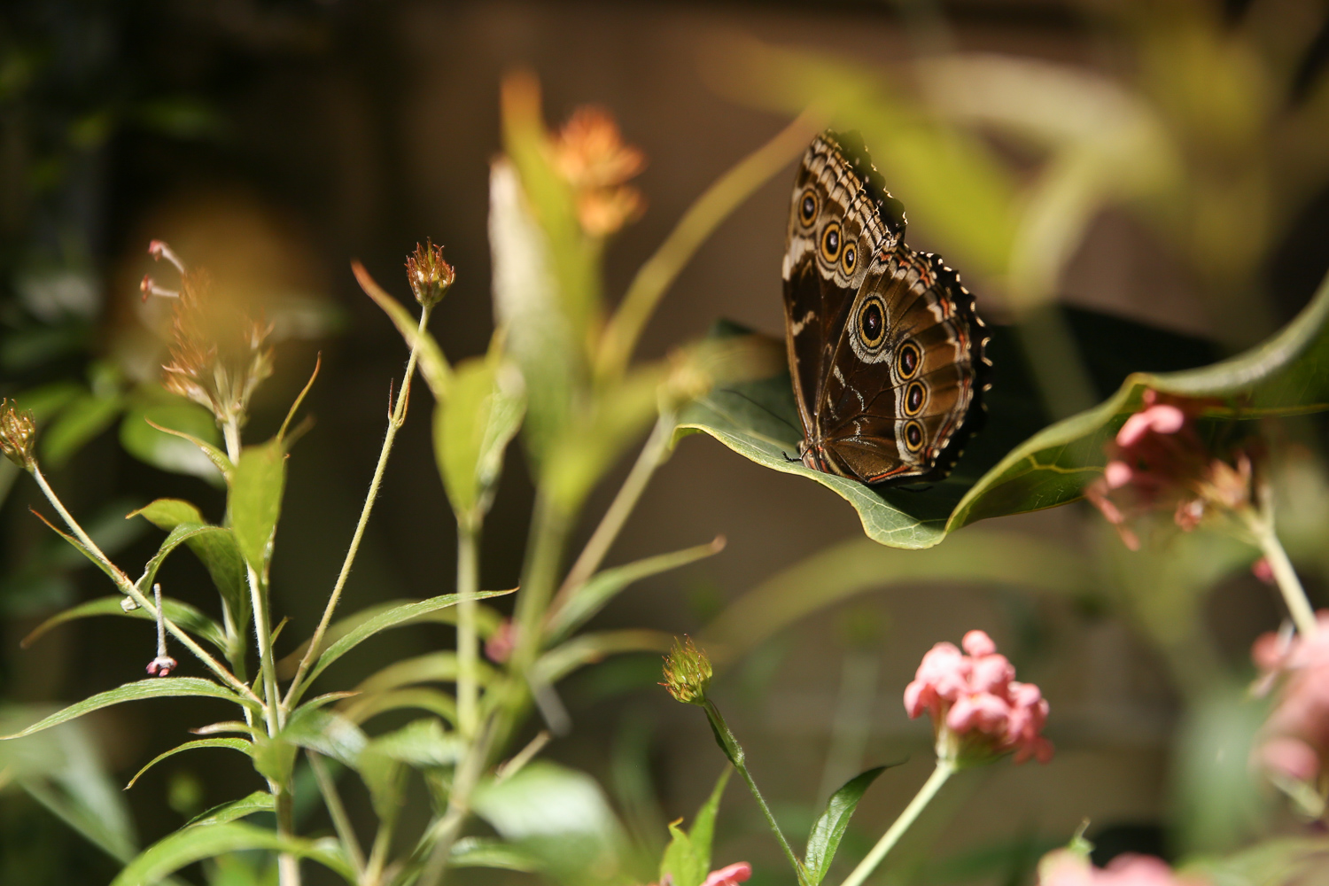 The Butterfly Pavilion at the Natural History Museum is so dreamy DC