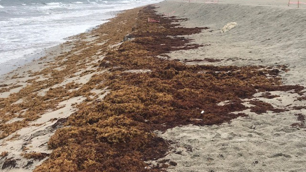 Seaweed's back, lining Palm Beach County shorelines WTVX