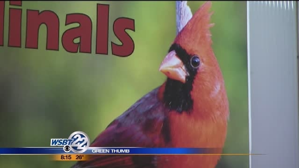 img-Green-Thumbs-Feeding-the-Cardinal.jpg img-Green-Thumbs-Feeding-the-Cardinal.jpg