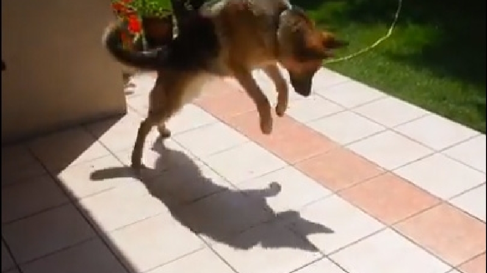 130716_dog_shadow.jpg