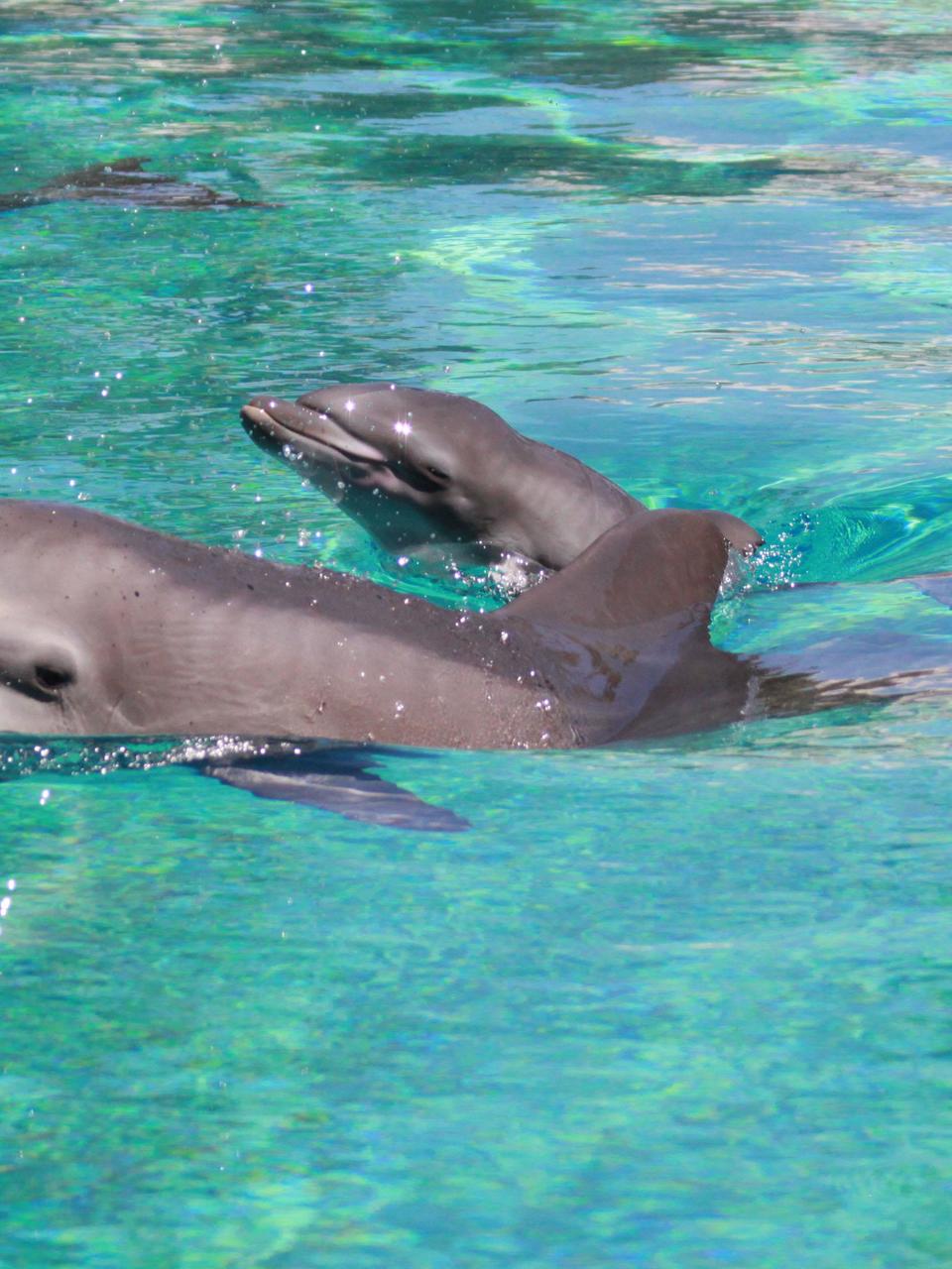 Baby Dolphin Born At Siegfried Roy S Secret Garden And Dolphin