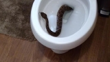 Rattlesnake crawls out of toilet in snake-infested house