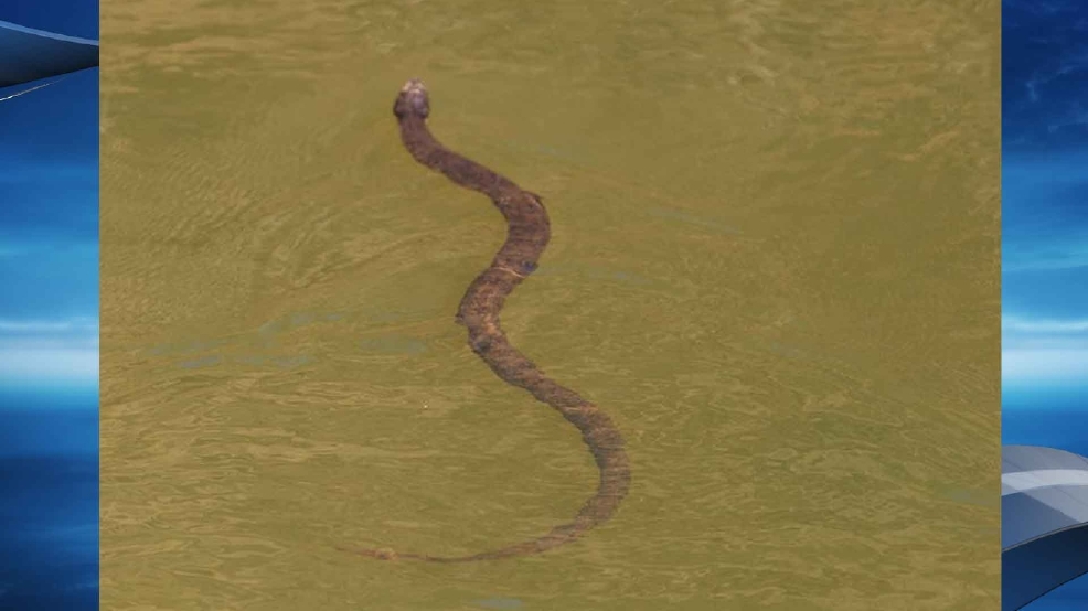 Texas Parks And Wildlife Pic A Reminder To Watch For Water Moccasins Woai