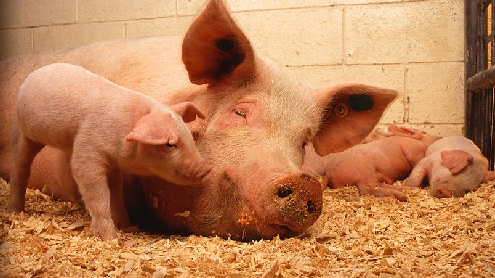 pig.bmp