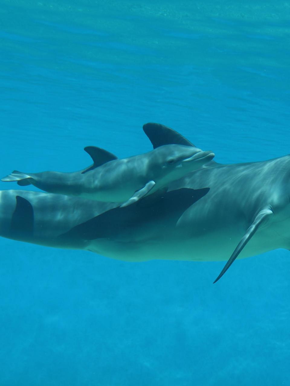 Baby Dolphin At The Mirage Named For Las Vegas Aces Ksnv