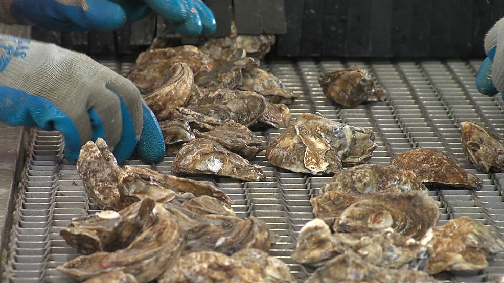South Carolina oyster harvest season is coming to an end WPDE