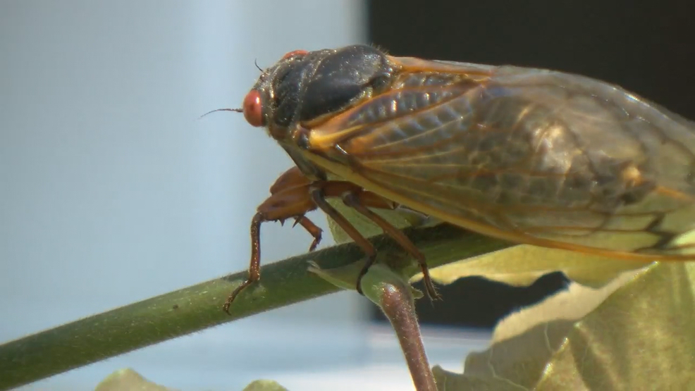 Cicadas emerge four years earlier than anticipated in D.C. area WBFF