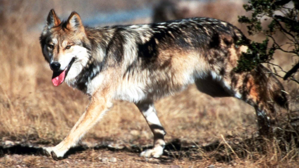 Mexican Gray Wolves_Cash.jpg