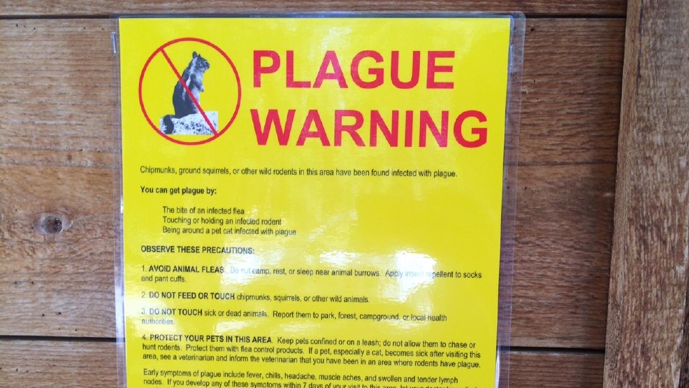 chipmunk plague