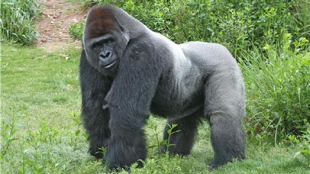 silverback gorilla lifespan zoo