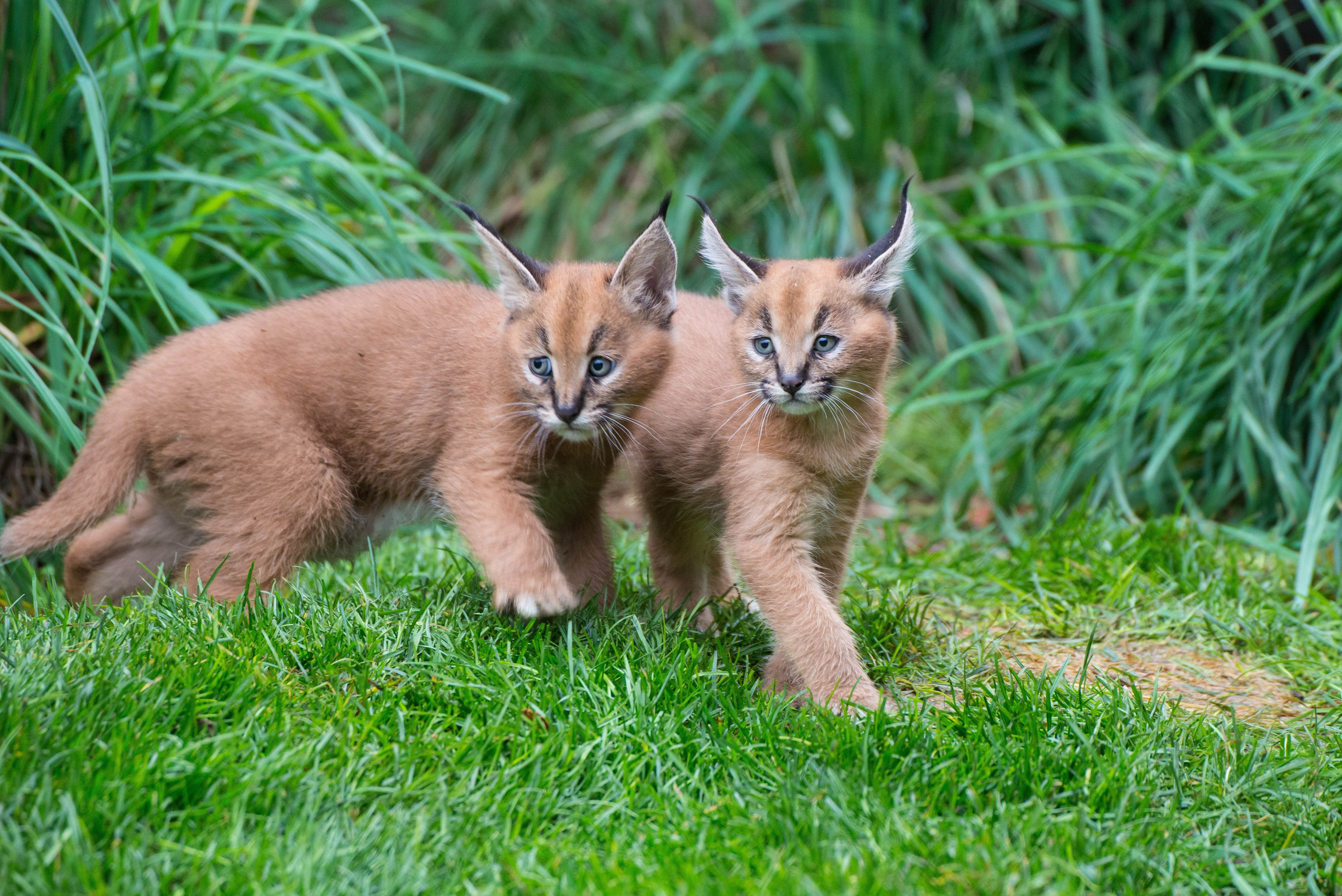 What's a caracal kitten? Cute | KVAL