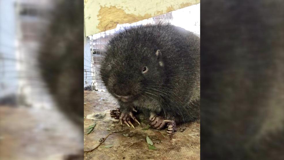 Lake Tahoe wildlife center takes in rare mountain beaver for the first