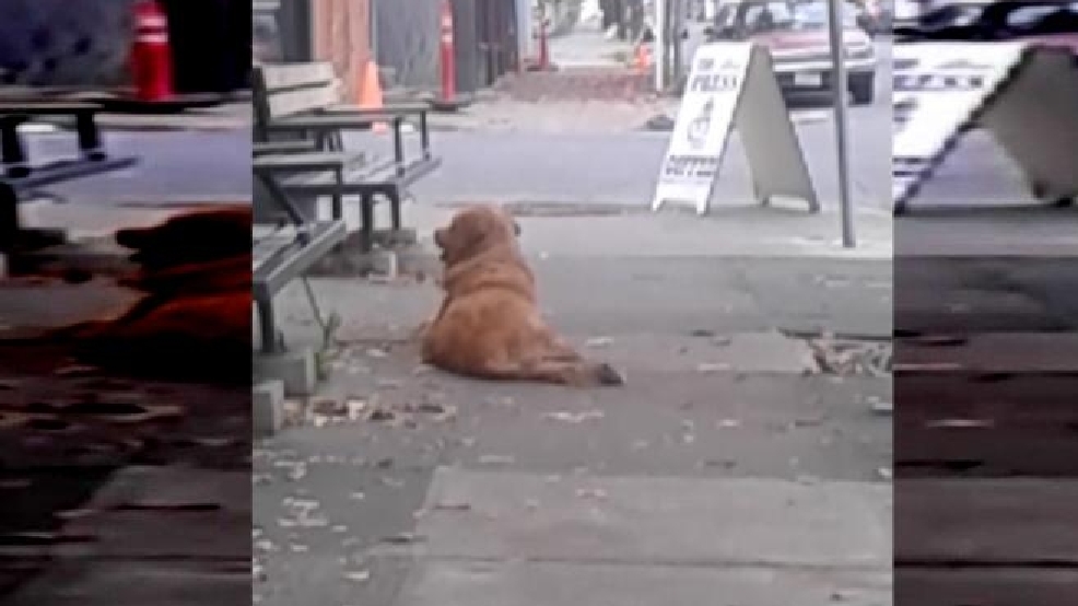 Used scooters for sale on craigslist, wheelchair vans for sale by owner nj, dog wheelchair