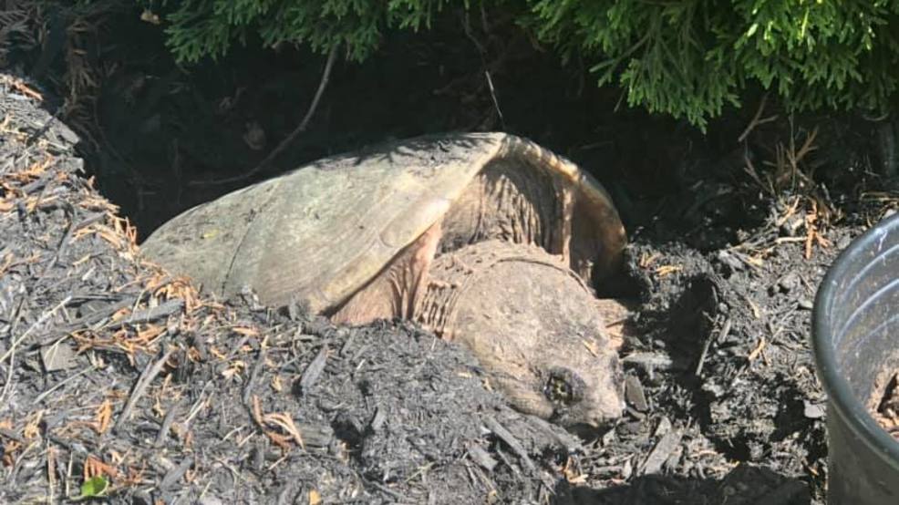 big-honkin-mama-snapping-turtle-lays-up-to-50-eggs-right-next-to